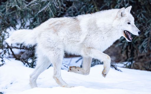 A white wolf standing in snow covered ground