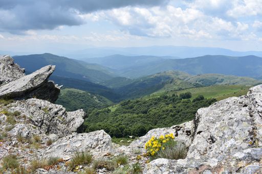 A scenic mountain landscape featuring a small yellow flower in the foreground