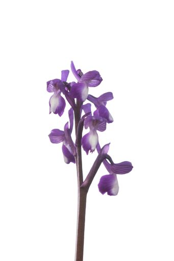 A vertical shot of violet moth orchids on a white background