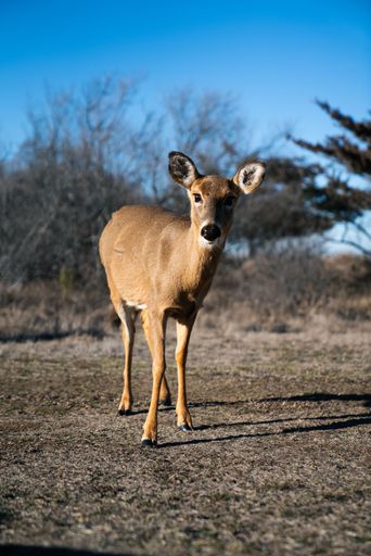 A deer standing in a meadow with a backdrop of trees in the distance.