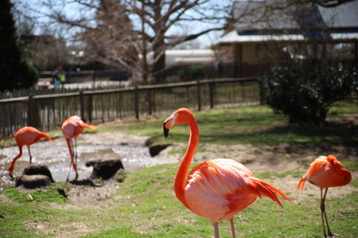 A closeup shot of a cute flamingo with others in the blurry background