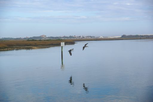 Two pelicans flying over the water near St. Augustine in Florida, USA
