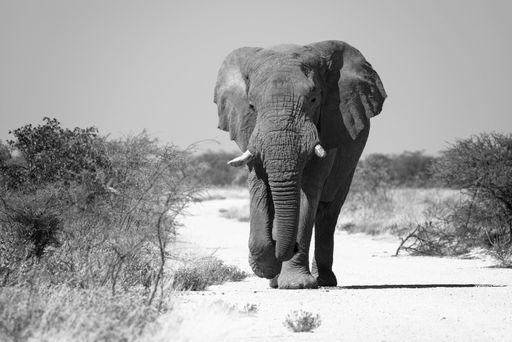 A solitary African elephant strides across a sun-drenched savanna.