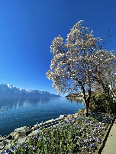 A vertical shot of the Geneva lake in Clarens, Montreux, Switzerland