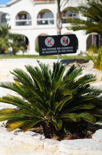 A small palm tree surrounded by white stone in front of a hotel with the caution sign in the back