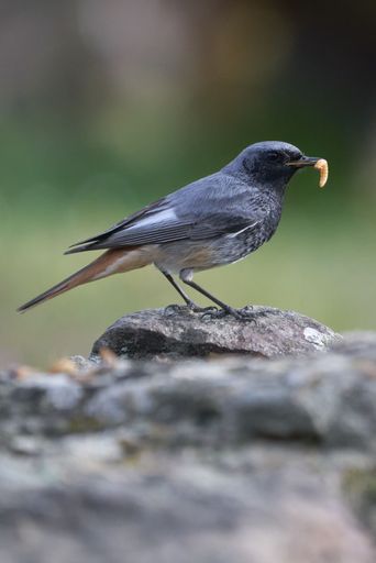 A small black redstart standing on a rock with a worm in its beak