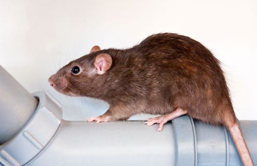 A close-up shot of a brown rat standing on a blue water pipe curiously searching for something