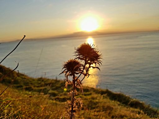 A closeup shot of flowers in the field on the shore during the sunset