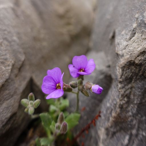 A close-up photo of a little purple flower grown in the crack of rock