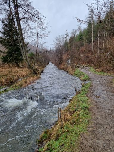 This idyllic image captures a tranquil stream running through a lush, wooded area