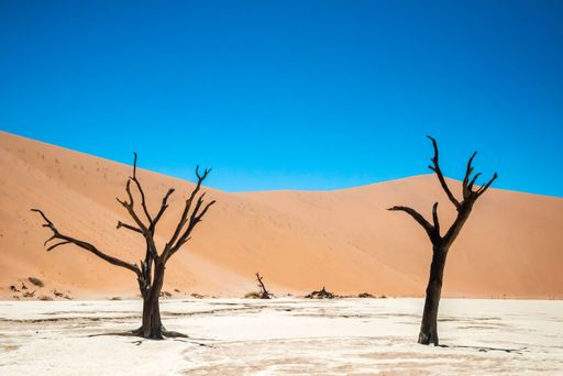 Several dead trees in Sossusvlei, Namibia, with sandy dunes stretching out in the background
