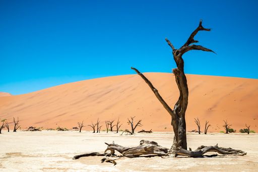 Several dead trees in Sossusvlei, Namibia, with sandy dunes stretching out in the background
