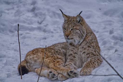 A majestic lynx is perched atop a snowy landscape, its gaze piercing and focused as it stares outwards