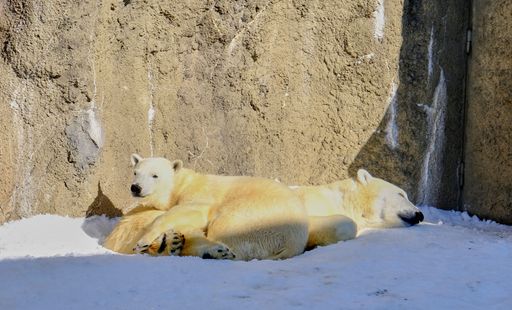 Two polar bears in its natural habitat, perched atop a bed of white snow