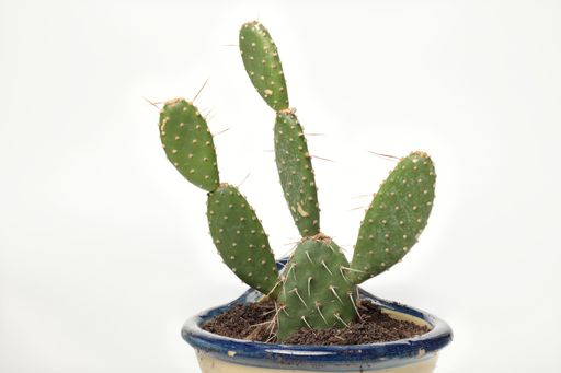 A closeup of a Prickly pear cactus in a pot sits on a white background