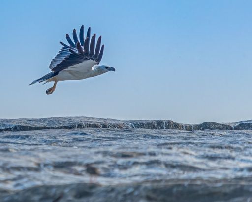 A seagull soaring above the choppy waters of an ocean coastline