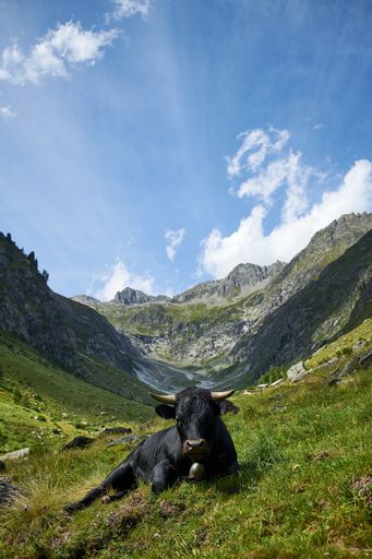 A vertical shot of a black cow resting on a meadow in Valais, Switzerland