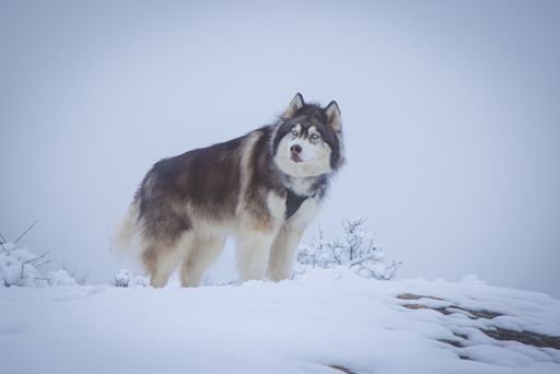 A majestic siberian husky standing on a snowy field looking aside
