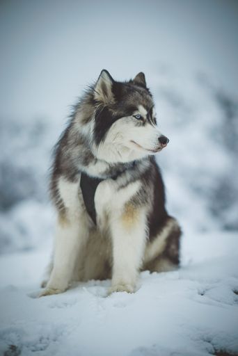 A majestic siberian husky perched on a snowy landscape looking aside