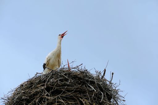 A majestic white stork stands perched on its nest in a bright blue sky, with a peaceful atmosphere.