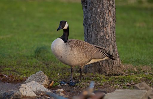 Beautiful goose standing on a lush green grassy surface in a sunny outdoor setting