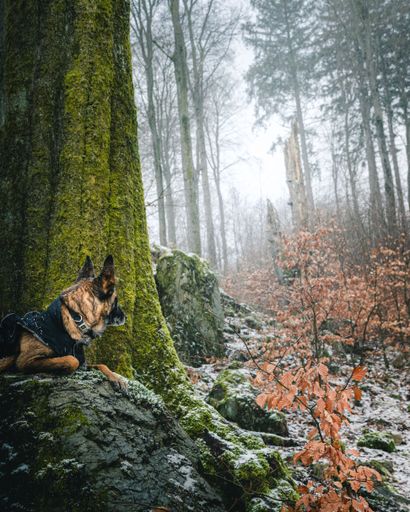 A german shepherd sitting in a picturesque winter landscape next to a moss-covered tree