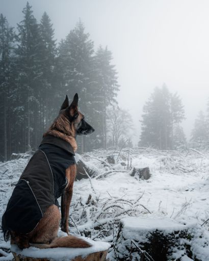 A german shepherd perched atop a snow-covered tree stump in an outdoor winter setting