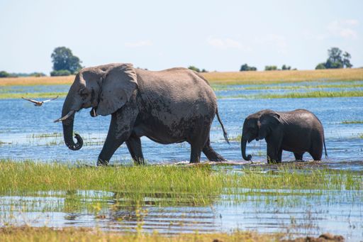 The mother African elephant with its calf walking peacefully in shallow grassy water.