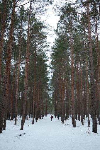 A narrow path surrounded by tall trees on a cold snowy day in winter