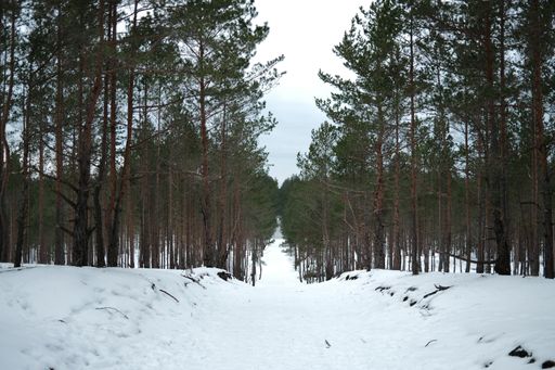 A beautiful shot of a narrow road surrounded by tall trees on a snowy winter day