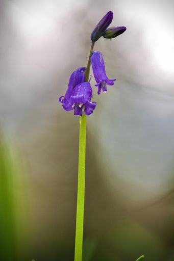 A close-up of a beautiful bluebell flower in full bloom