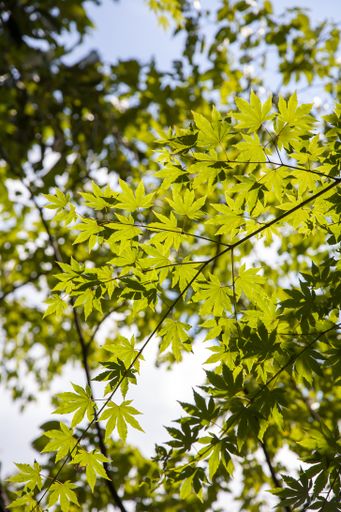 A vertical shot of green maple trees in a field under the sunlight with a blurry background