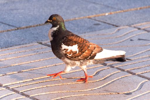 A closeup of a pigeon walking on the street tiles.