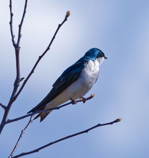 A Closeup of a Tree swallow perched atop a tree branch with a blurry background