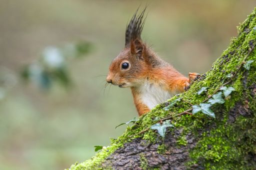 A closeup of a common squirrel (Sciurus vulgaris) on a trunk of a tree against a blurred background