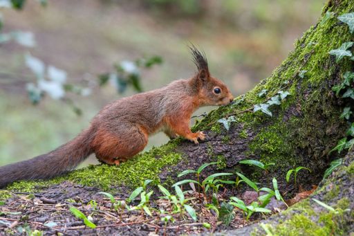 A closeup of a common squirrel (Sciurus vulgaris) on a trunk of a tree against a blurred background