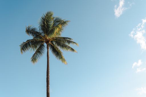 A low angle shot of a palm tree under a blue sky with clouds