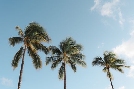 A low angle shot of palm trees under a blue sky with clouds