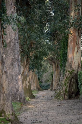 A vertical shot of a path surrounded by huge trees