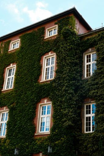 A brick building with lush green ivy climbing up its walls. Poland.
