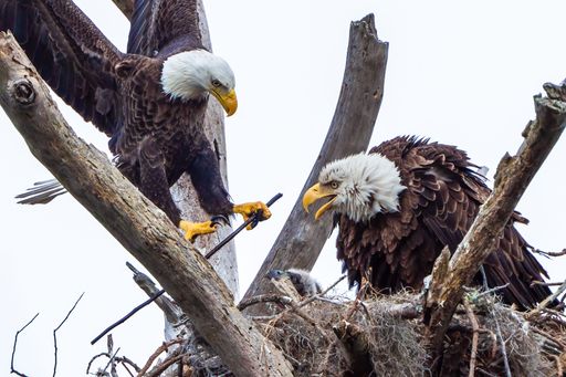 A closeup of two majestic bald eagles perched atop a tree branch in their nest