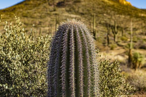 The image shows a small saguaro cactus in the foreground in the Sonoran desert