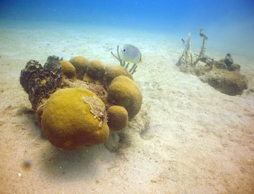 An underwater view of a four-eyed butterflyfish swimming near stone corals