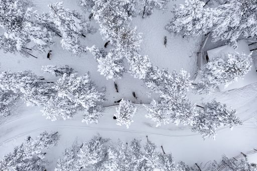 Aerial view above Reindeers in a snowy winter forest, in Lapland - top down, drone shot - Rangifer Tarandus