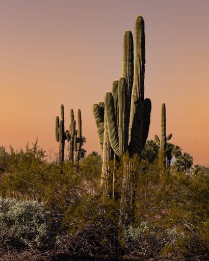 A Saguaro cactus stands against a backdrop of other Saguaros silhouetted against a dusky sky