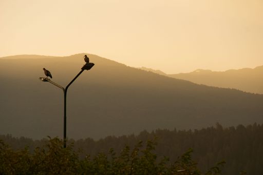 Two birds perched atop a pole at sunset, silhouetted by the bright orange backdrop of the sky