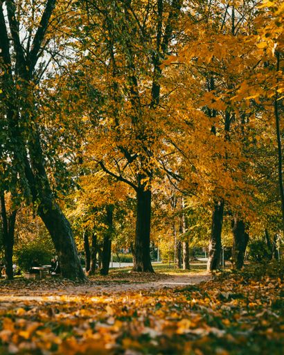 This scenic park is illuminated with stunning fall colors