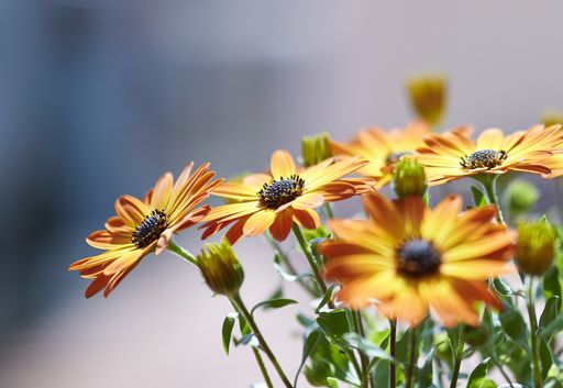 A selective focus shot of beautiful orange daisy flowers under the sunlight