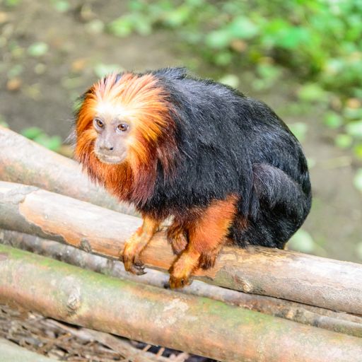 A closeup of a golden-headed lion tamarin outdoors during daylight