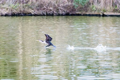 A great cormorant, Phalacrocorax carbo flying abo